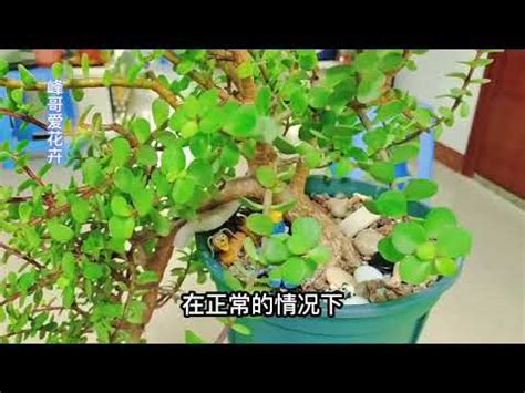 金枝玉葉植物風水|【金枝玉葉植物風水】金枝玉葉植物風水：提升財運、辟邪化煞的。